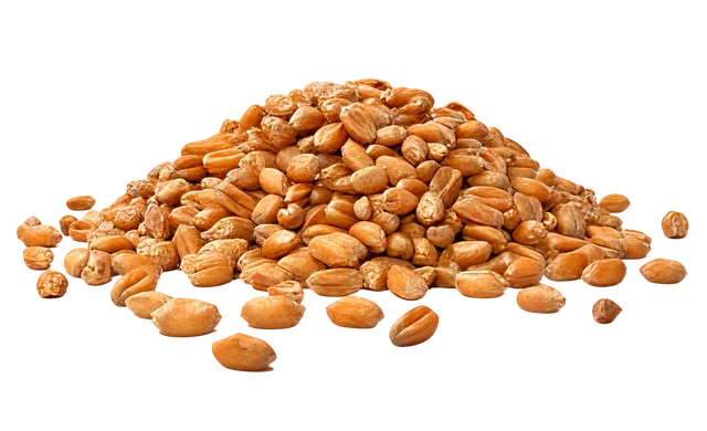 Wheat